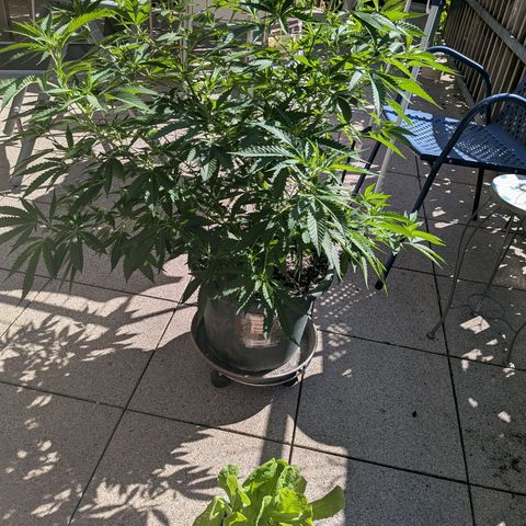 Haze Berry  growlog photo: Outdoor 