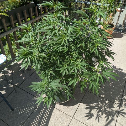 Haze Berry  growlog photo: Outdoor 