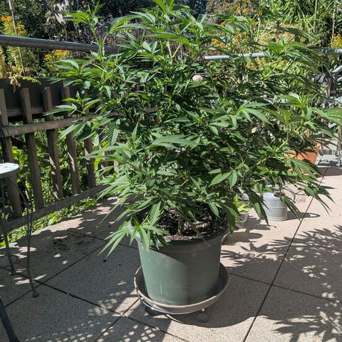 Haze Berry  growlog photo: Outdoor 