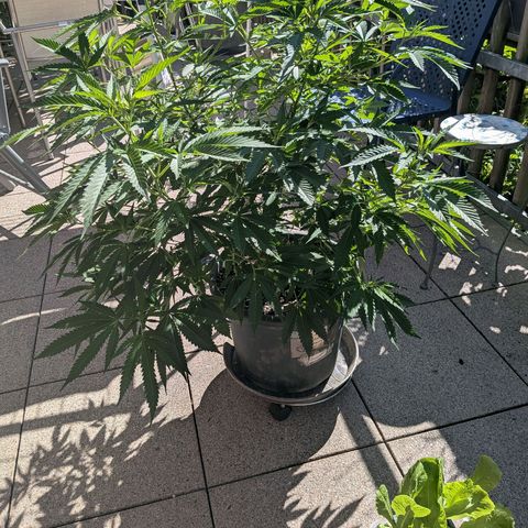 Haze Berry  growlog photo: Outdoor 