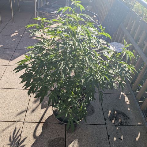 Haze Berry  growlog photo: Outdoor 