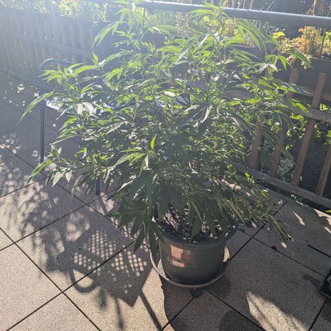 Haze Berry  growlog photo: Outdoor 
