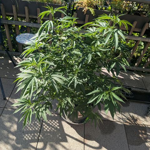Haze Berry  growlog photo: Outdoor 