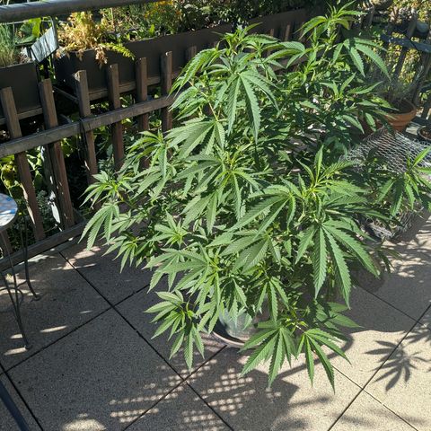 Haze Berry  growlog photo: Outdoor 