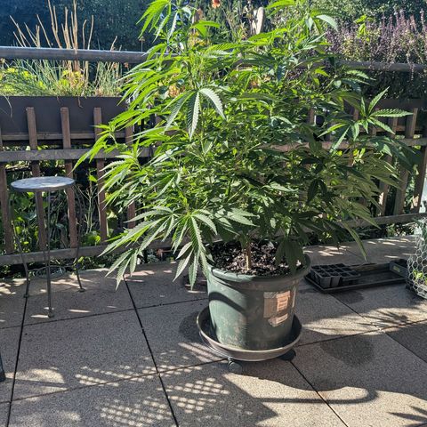 Haze Berry  growlog photo: Outdoor 