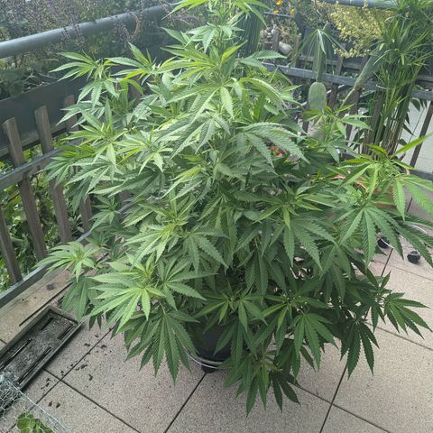 Haze Berry  growlog photo: Outdoor 