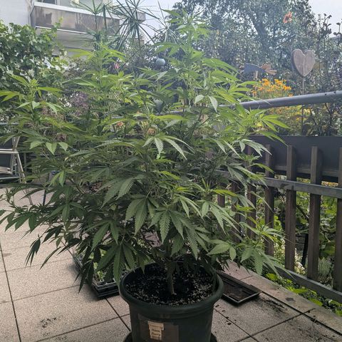 Haze Berry  growlog photo: Outdoor 