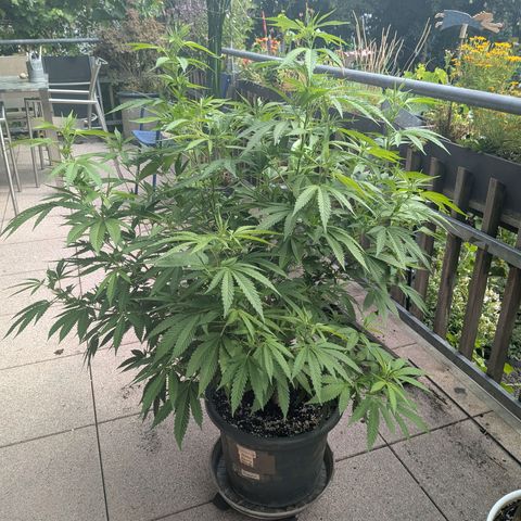Haze Berry  growlog photo: Outdoor 