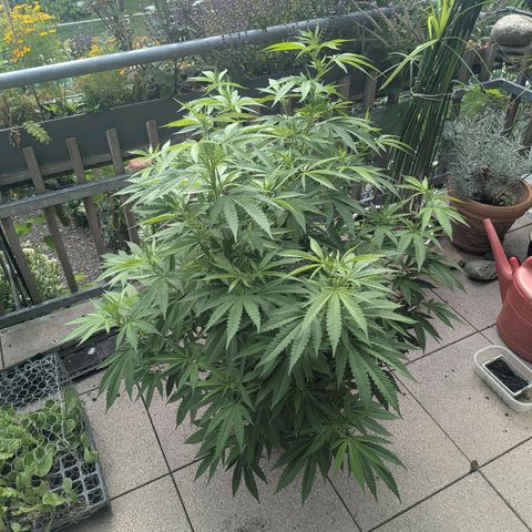 Haze Berry  growlog photo: Outdoor 