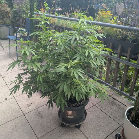 Haze Berry  growlog photo: Outdoor 