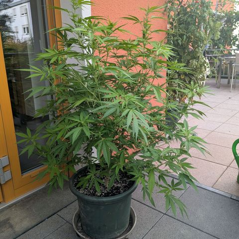Haze Berry  growlog photo: Outdoor 
