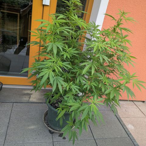 Haze Berry  growlog photo: Outdoor 