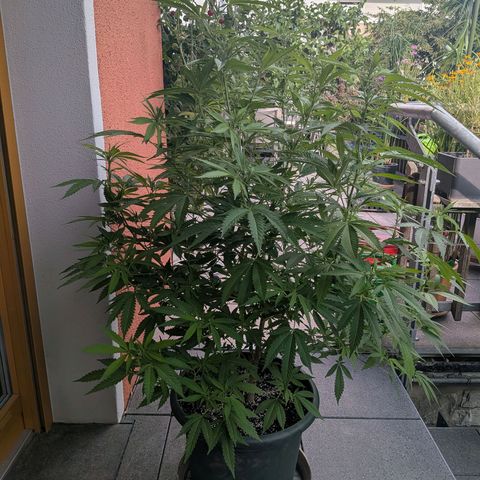 Haze Berry  growlog photo: Outdoor 