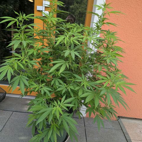 Haze Berry  growlog photo: Outdoor 