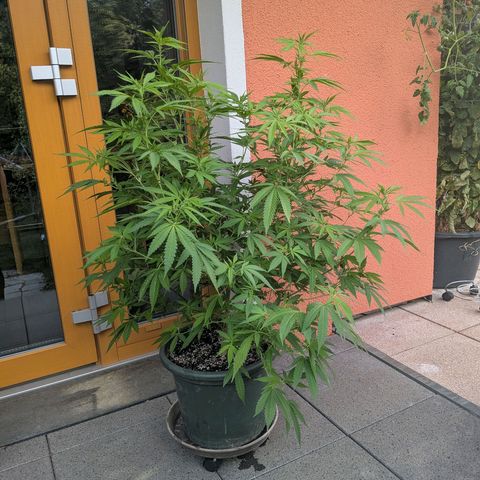 Haze Berry  growlog photo: Outdoor 