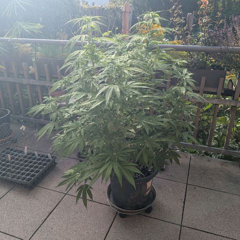 Haze Berry  growlog photo: Outdoor 