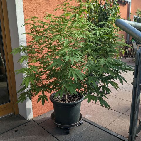 Haze Berry  growlog photo: Outdoor 