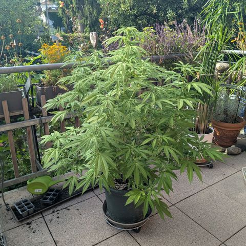 Haze Berry  growlog photo: Outdoor 