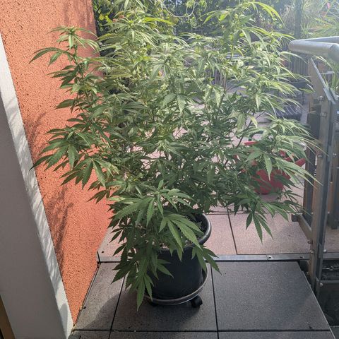 Haze Berry  growlog photo: Outdoor 