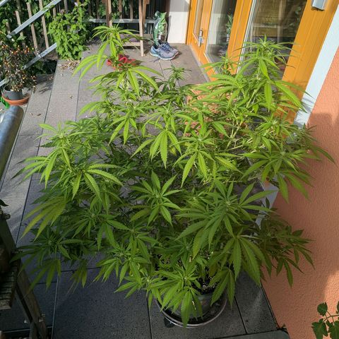 Haze Berry  growlog photo: Outdoor 