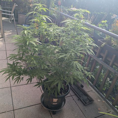 Haze Berry  growlog photo: Outdoor 