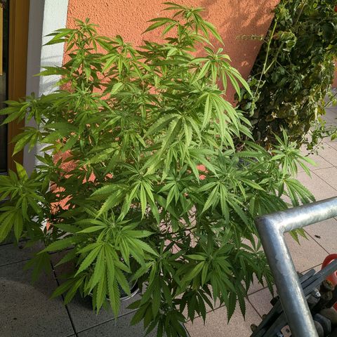 Haze Berry  growlog photo: Outdoor 
