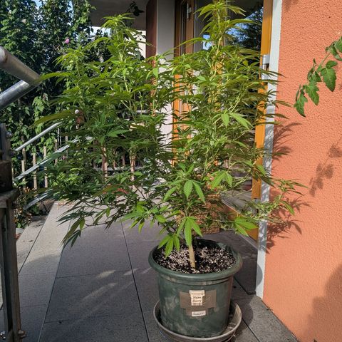 Haze Berry  growlog photo: Outdoor 