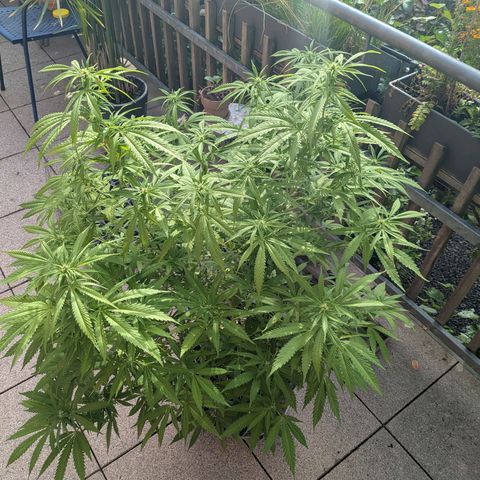 Haze Berry  growlog photo: Outdoor 