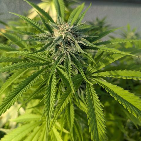 Haze Berry  growlog photo: Outdoor 