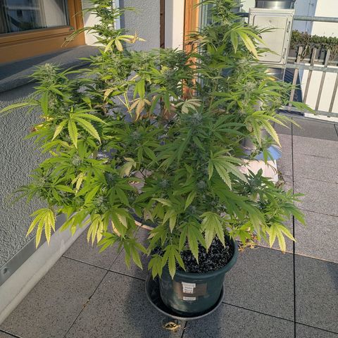 Haze Berry  growlog photo: Outdoor 