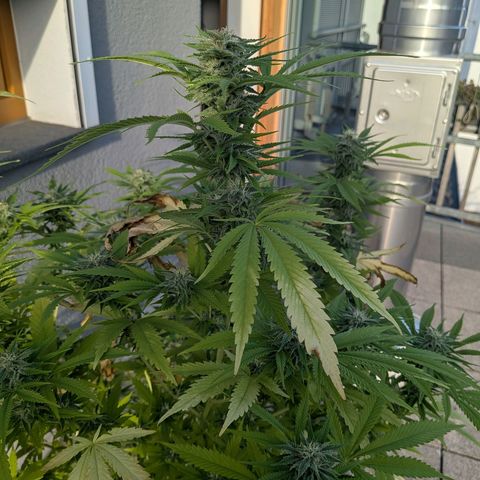 Haze Berry  growlog photo: Outdoor 