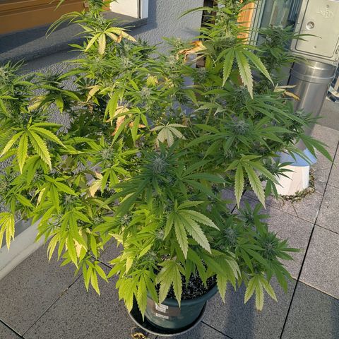 Haze Berry  growlog photo: Outdoor 