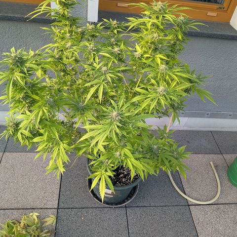 Haze Berry  growlog photo: Outdoor 