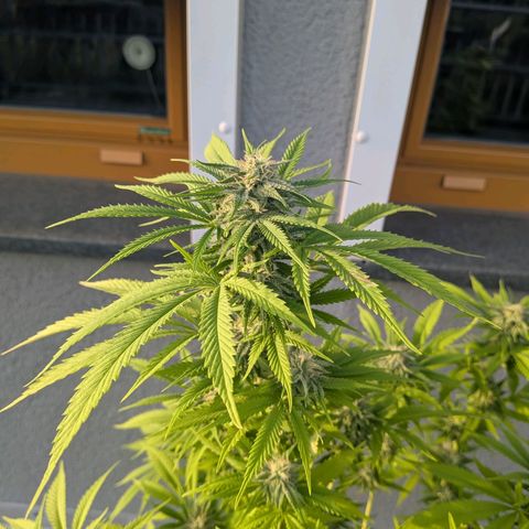 Haze Berry  growlog photo: Outdoor 