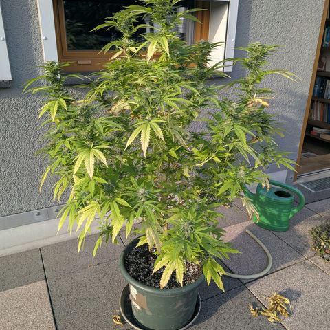 Haze Berry  growlog photo: Outdoor 