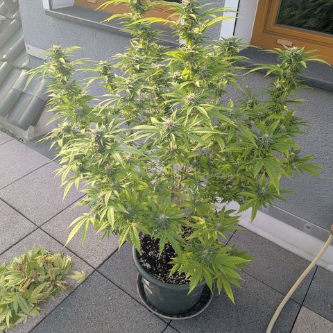 Haze Berry  growlog photo: Outdoor 