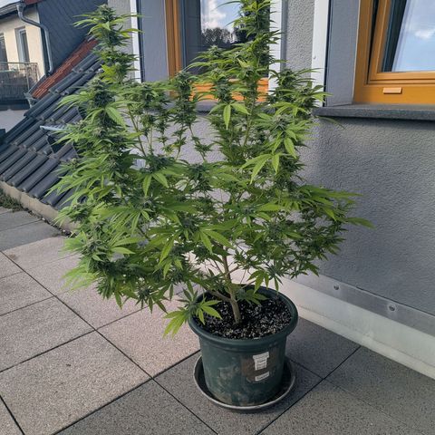 Haze Berry  growlog photo: Outdoor 