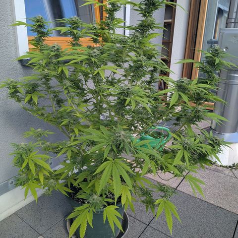 Haze Berry  growlog photo: Outdoor 