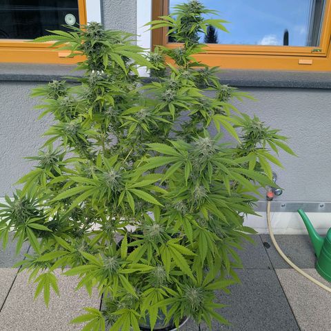 Haze Berry  growlog photo: Outdoor 