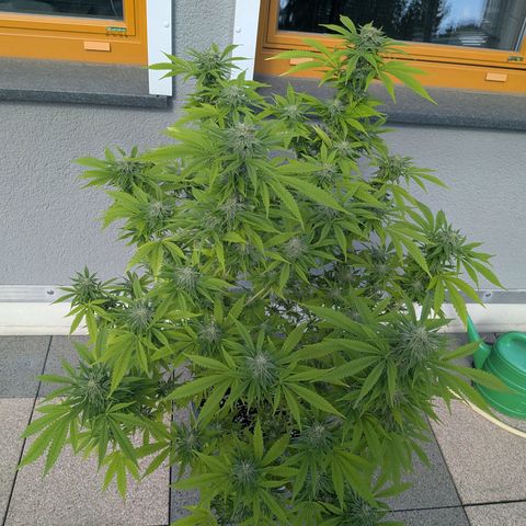 Haze Berry  growlog photo: Outdoor 