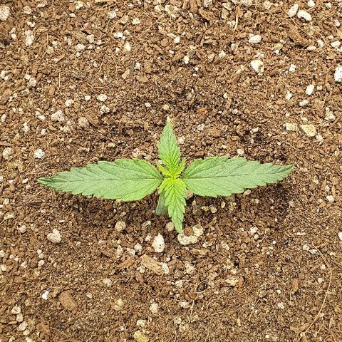 Auto Red Russian XXL growlog timeline photo