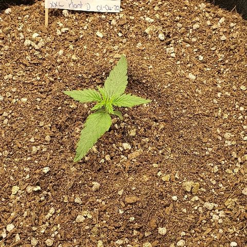 Auto Red Russian XXL growlog timeline photo