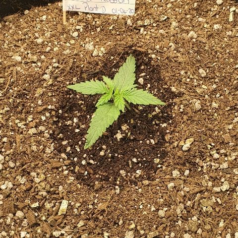 Auto Red Russian XXL growlog timeline photo