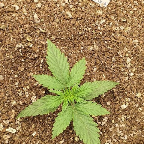 Auto Red Russian XXL growlog timeline photo