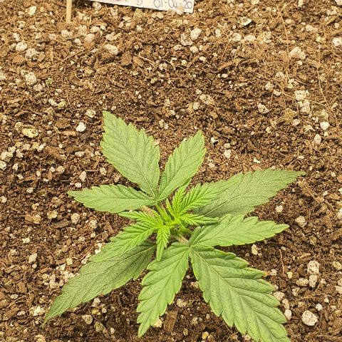 Auto Red Russian XXL growlog timeline photo