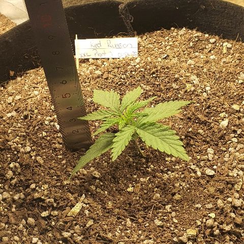 Auto Red Russian XXL growlog timeline photo