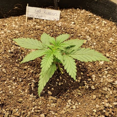 Auto Red Russian XXL growlog timeline photo
