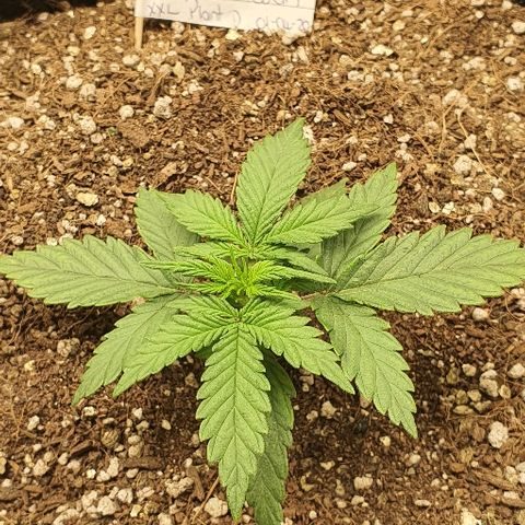 Auto Red Russian XXL growlog timeline photo