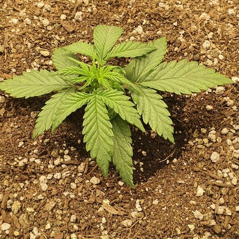 Auto Red Russian XXL growlog timeline photo