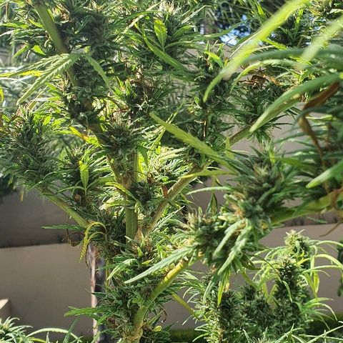 Cookies  & Cream  growlog timeline photo